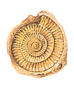 Ammonite fossil,artwork