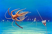 Cambrian invertebrate,artwork