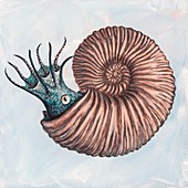 Kosmoceras ammonite,artwork