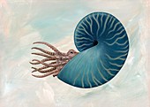 Sphenodiscus ammonite,artwork