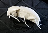 Prehistoric beetle,3-D model