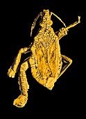 Prehistoric bug,coloured 3-D CT scan