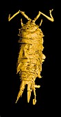 Prehistoric isopod,3-D CT scan