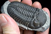 Trilobite fossil