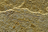 Fossil fish