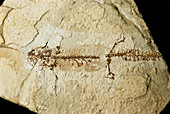 Fossilised salamander skeleton