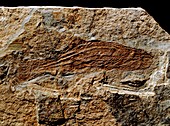 Birkenia elegans,fossil fish (Class: Agnatha)