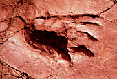 Fossil amphibian footprint in mudstone