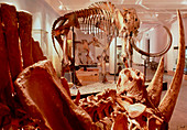 Woolly rhinoceros skeleton and woolly mammoth