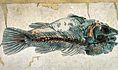 Historical illustration of fossil perch fish