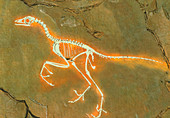 Fossil of Archaeopterix,one of the first birds