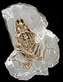 Fossilised frog embedded in rock