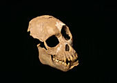 Fossil Proconsul primate skull