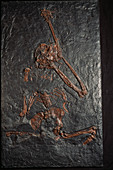 Oreopithecus ape fossil