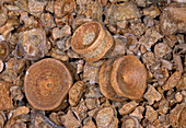 Fossil shark vertebrae