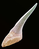 Shark tooth fossil,SEM