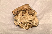 Mammal skull fossil