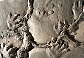Fossilised Chirotherium footprints