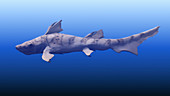 Hybodus shark