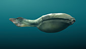 Arandaspis prehistoric fish