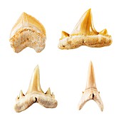 Fossil shark teeth