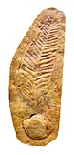 Sea pen fossil