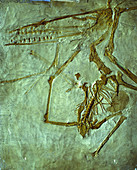 Pterodactyl fossil