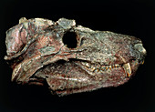 Fossilised head of Cynognathus crateronotus