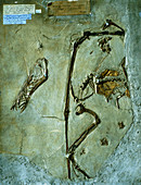 Pterodactyl fossil
