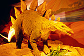 Reconstruction of dinosaur,Stegosaurus