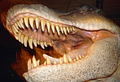 Model head of the dinosaur,Tyrannosaurus rex