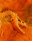 Fossil of Tarbosaurus bataar,head & neck