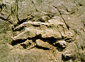 Fossil footprints made by swimming dinosaur