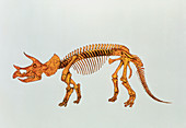 Enhanced image of a Triceratops dinosaur skeleton