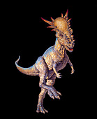 Stygimoloch dinosaur
