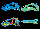 Dinosaur skull computer model