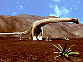 Young Diplodocus dinosaur