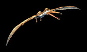 Cearadactylus pterosaur