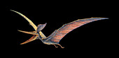 Pteranodon pterosaur