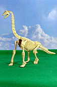 Brachiosaurus dinosaur skeleton
