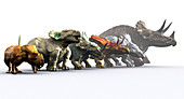 Ceratopsian dinosaurs
