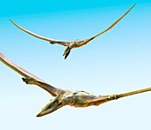 Pterosaurs flying,computer artwork