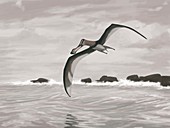 Pterosaur (Coloborhynchus piscator )