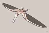 Pterosaur anatomy (image 3 of 5),artwork