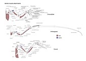 Pterosaur forelimb comparison,artwork