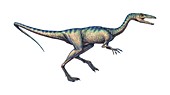Compsognathus dinosaur,computer artwork