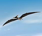 Pteranodon pterosaur,artwork