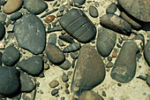Close-up of wind eroded pebbles in a desert