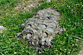 Eroded limestone rock