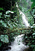 Jungle waterfall